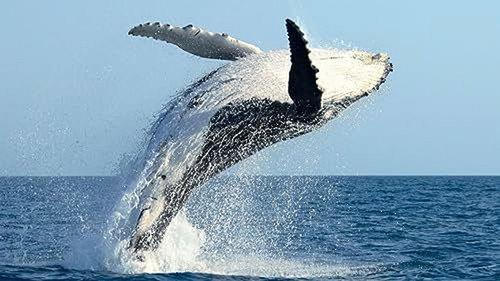 How Do Animals Do That? Season 1 Episode 10 - Flying Whales and Hippo Sunscreen