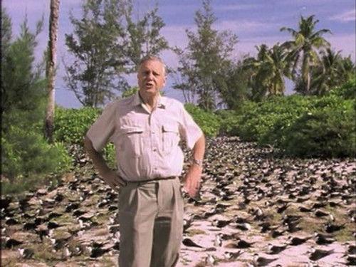 The Life of Birds Season 1 Episode 8 - The Demands of the Egg