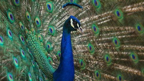 Nature Season 36 Episode 15 - Natural Born Rebels: The Mating Game