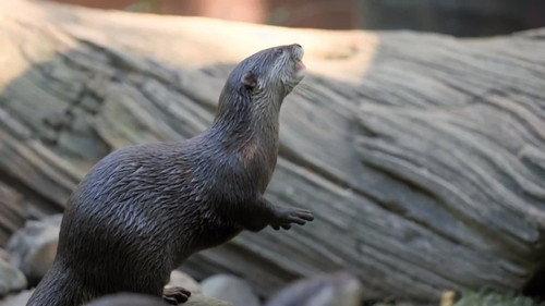 Crikey! It's the Irwins Season 1 Episode 10 - Bindi & the Otters