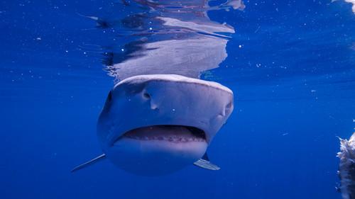 Earth: A New Wild Season 1 Episode 4 - Oceans