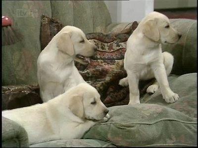 Background image for No Children, No Dogs