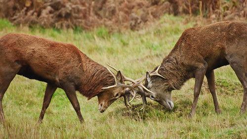 Animal Fight Night Season 5 Episode 5 - Release the Beast