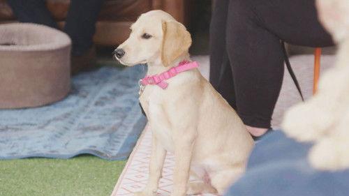 Puppy School Season 1 Episode 3 - Episode 3