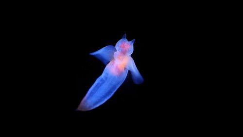 Reef School Season 1 Episode 9 - Glowing Fairies