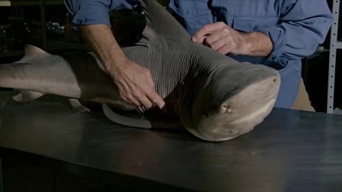 Unknown Waters with Jeremy Wade Season 1 Episode 3 - Amazon River Shark