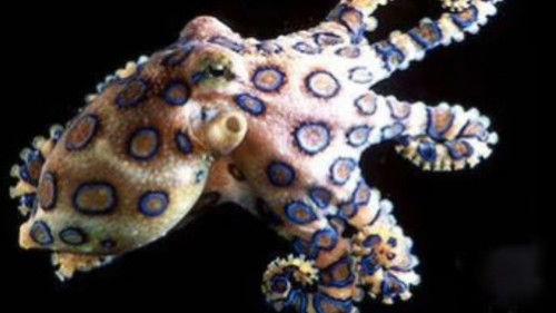 Nature Season 19 Episode 16 - Australia's Little Assassins