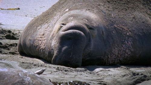 Planet Weird Season 1 Episode 5 - Fight Club