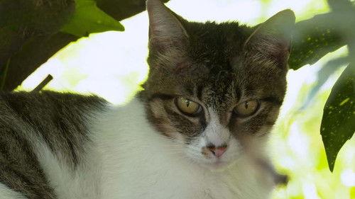 A Cat's-Eye View of Japan Season 4 Episode 12 - Yamanashi: Cats and Grapes