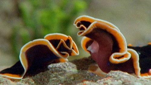 Nature Season 19 Episode 8 - Triumph of Life: The Mating Game