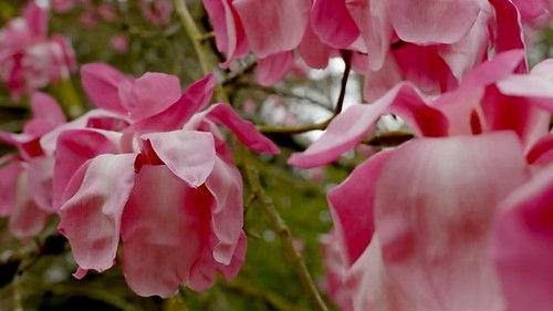 Countryfile Season 37 Episode 14 - Westonbirt Arboretum