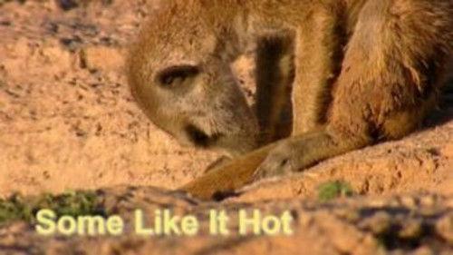 Meerkat Manor Season 1 Episode 3 - Some Like It Hot