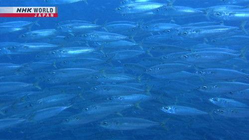 Magical Japanese Season 2 Episode 11 - Fish