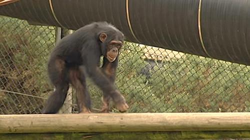 Monkey Business Season 7 Episode 1 - Episode 1