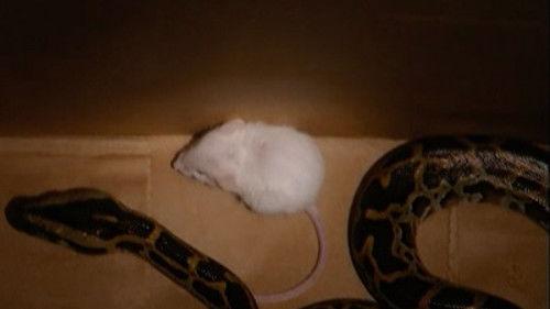 The Real World Season 14 Episode 14 - Snake vs. Mouse
