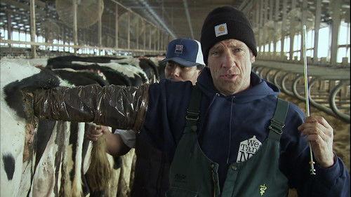 Dirty Jobs Season 4 Episode 9 - Dairy Cow Midwife
