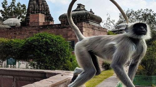 Into the Wild: India Season 1 Episode 8 - Temple Monkeys on the Run