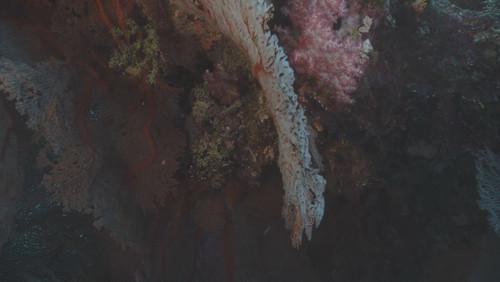 Kingdom of the Oceans Season 1 Episode 3 - Predators Paradise