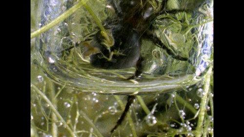 Was ist Was TV Season 1 Episode 21 - Spiders