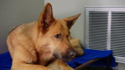 Pup Academy Season 1 Episode 17 - The King Sting