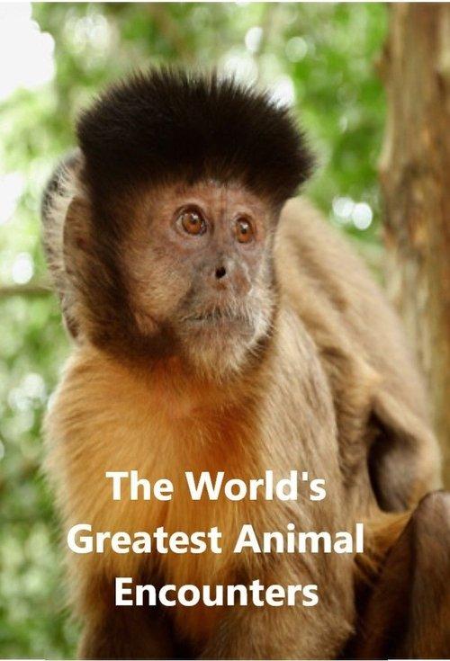 World's Greatest Animal Encounters poster