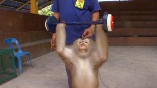 Wildboyz Season 4 Episode 2 - Thailand