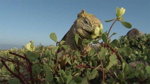 Galapagos Season 1 Episode 2 - Islands that Changed the World