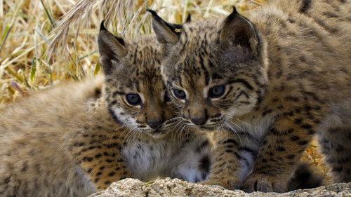 Born to Be Wild Season 1 Episode 6 - The Lynx Kitten