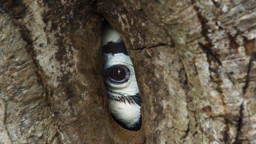 Planet Earth III Season 1 Episode 5 - Forests