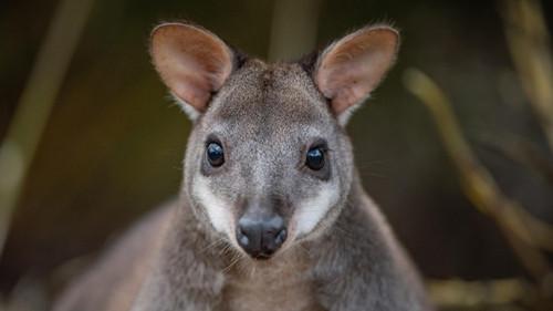 The Secret Life of the Zoo Season 8 Episode 5 - Playing Matchmaker