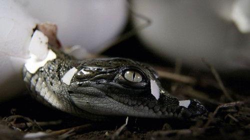 Planet Weird Season 1 Episode 2 - Superpowers