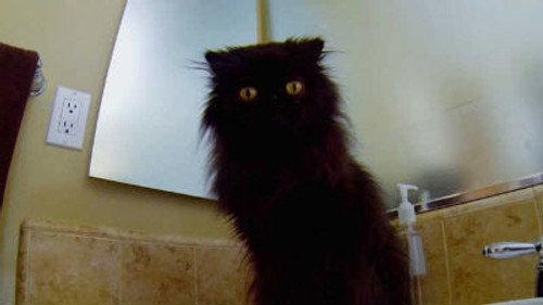 My Cat from Hell Season 6 Episode 4 - Reese the Ripper