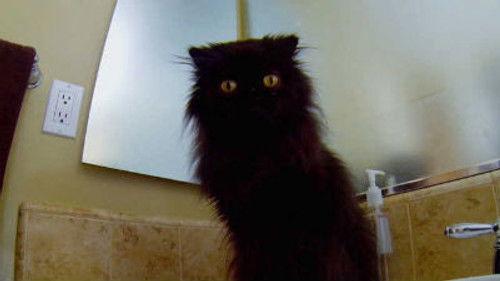 My Cat from Hell Season 6 Episode 4 - Reese the Ripper