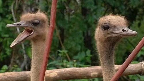 I'm a Celebrity...Get Me Out of Here! Season 8 Episode 10 - Pluck 'n' Roll