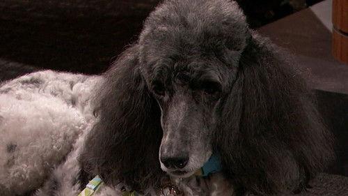 Tribunal Justice Season 1 Episode 64 - Pit Bulls on the Loose