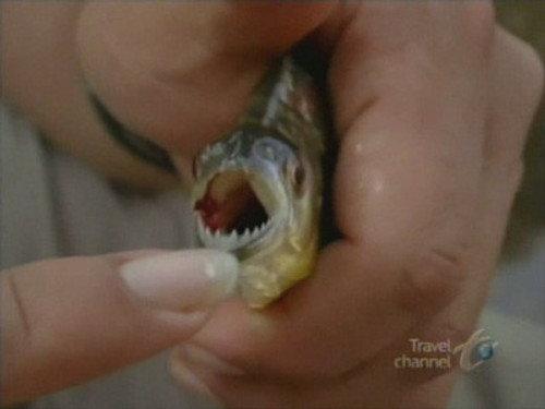 Anthony Bourdain: No Reservations Season 2 Episode 3 - Peru