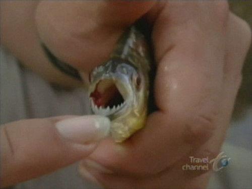 Anthony Bourdain: No Reservations Season 2 Episode 3 - Peru