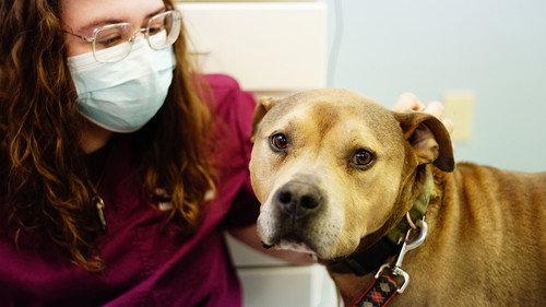 Pop Goes the Vet with Dr. Joya Season 1 Episode 6 - Wax to the Max