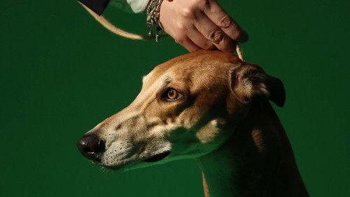 Crufts Season 16 Episode 1 - 2026 Day 1 - Part 1