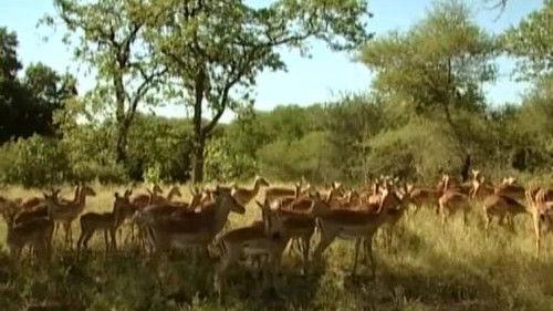 Kouzlo Afriky Season 1 Episode 16 - Episode 16