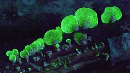 Science grand format Season 1 Episode 6 - Episode 6