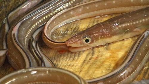 Background image for Anago