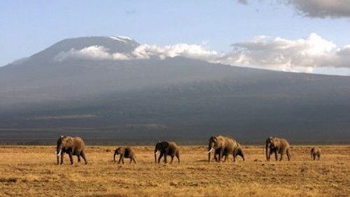 Natural World Season 23 Episode 9 - Echo of the Elephants - The Final Chapter?