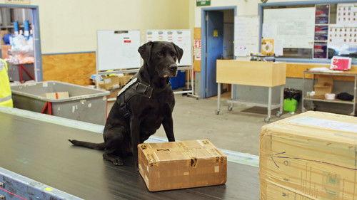 Dog Squad Season 13 Episode 6 - Episode 6