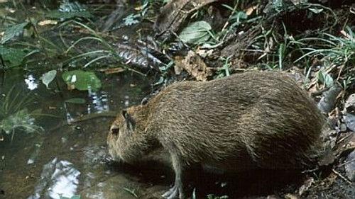 Natural World Season 17 Episode 2 - Capybara: Swamp Hogs