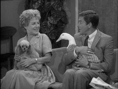 The Dick Van Dyke Show Season 2 Episode 1 - Never Name a Duck