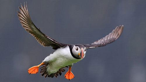 Springwatch Season 22 Episode 11 - Episode 11