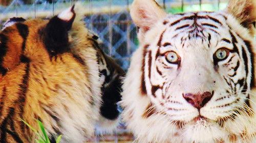 Animal ER Season 1 Episode 1 - Tiger Emergency