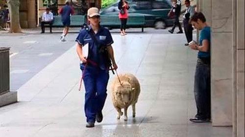 The Chaser's War on Everything Season 2 Episode 19 - Episode 45