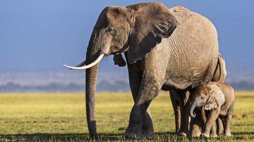 Queens Season 1 Episode 4 - Savanna Queens